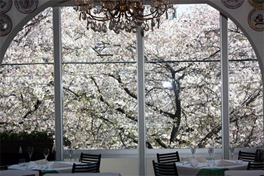 窓いっぱいに広がる桜