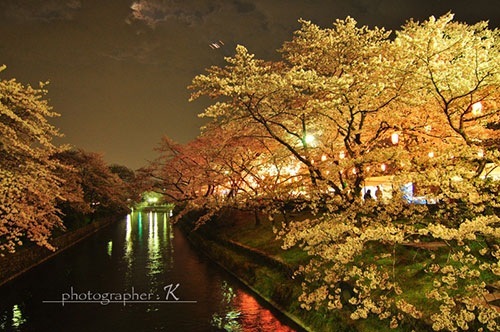 羽村の堰 夜桜