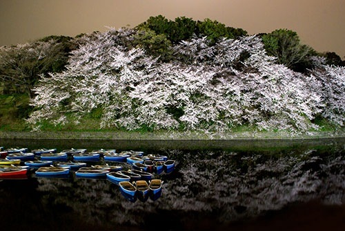 千鳥ケ淵公園 花見 ライトアップ写真１