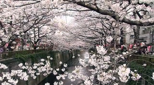 目黒川沿いの桜の様子