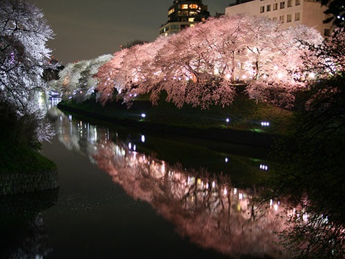 「隅田公園 桜」の画像検索結果