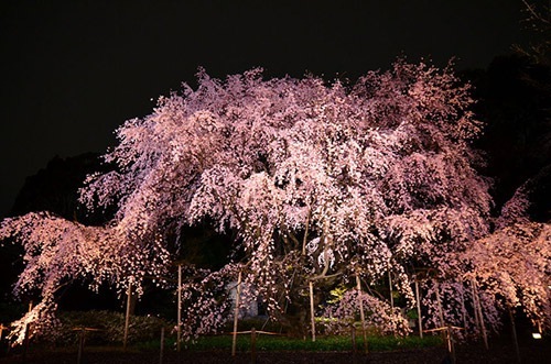 ライトアップされたしだれ桜の優美