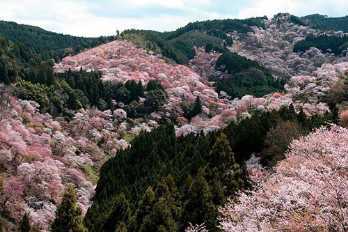 吉野山千本桜の見頃は…