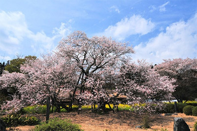 狩宿の下馬桜（静岡県富士宮市）