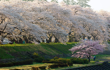 小京都の美しい桜！角館の桜の見頃と桜まつり2024の日程は？
