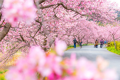 静岡県の伊豆半島にある賀茂郡河津町の、河津桜！