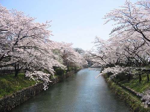 桜祭りと開花状況