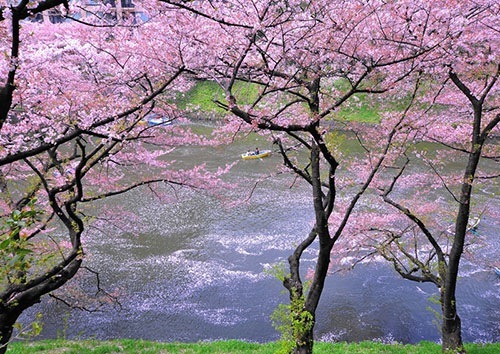 千鳥ケ淵公園 桜の見頃時期