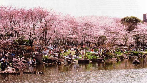 隅田川 両岸の桜