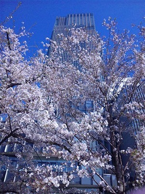 東京ミッドタウン 都会に彩る桜