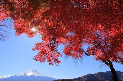 「日本一遅い紅葉」としても知られる観光スポット