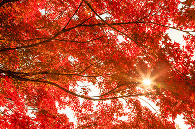 熱海梅園の「日本一遅い紅葉」の見頃時期