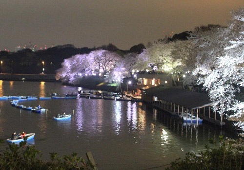ボートからの千鳥ヶ淵夜桜は絶景