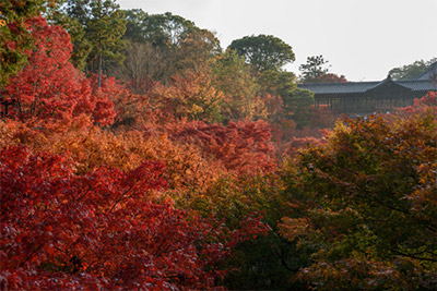 東福寺の紅葉 見頃：11月下旬～12月上旬