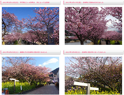 2月10日から3月10日まで、河津桜の開花状況