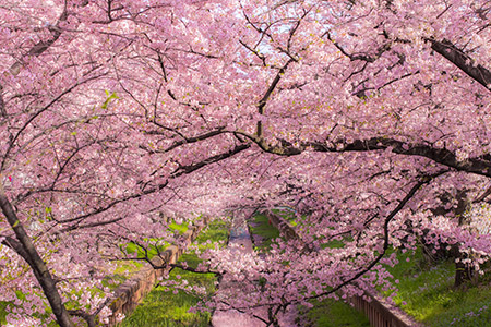 桜の開花時期がわかればお花見だ！