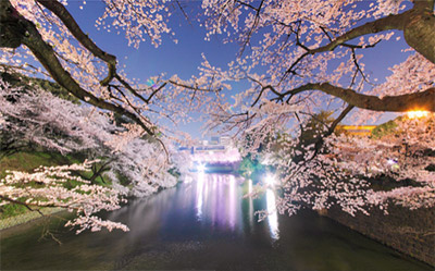 幻想的な魅力！東京のライトアップ夜桜2024年のおすすめは？