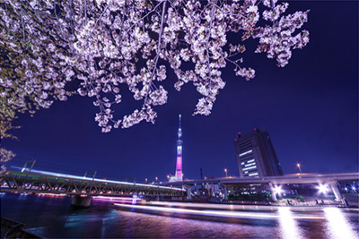 夜桜の魅力
