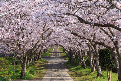 都内の桜スポットから「上野公園」をご紹介