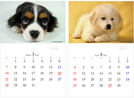 子犬の写真カレンダー